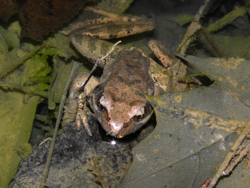 Rana dalmatina. Primo avvistamente dell''anno.